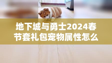 地下城与勇士2024春节套礼包宠物属性怎么样 - 春节套礼包宠物属性介绍