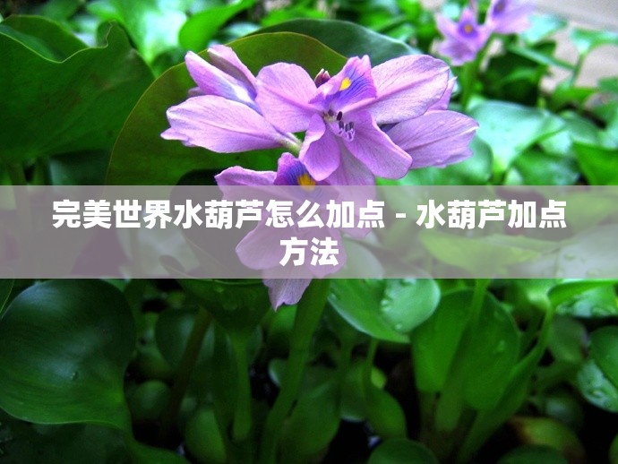 完美世界水葫芦怎么加点 - 水葫芦加点方法