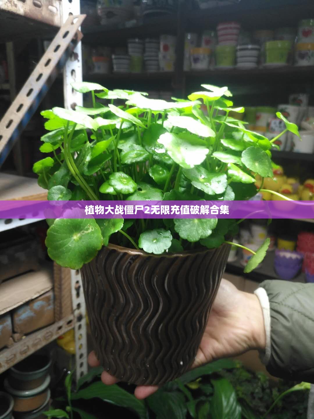 植物大战僵尸2无限充值破解合集